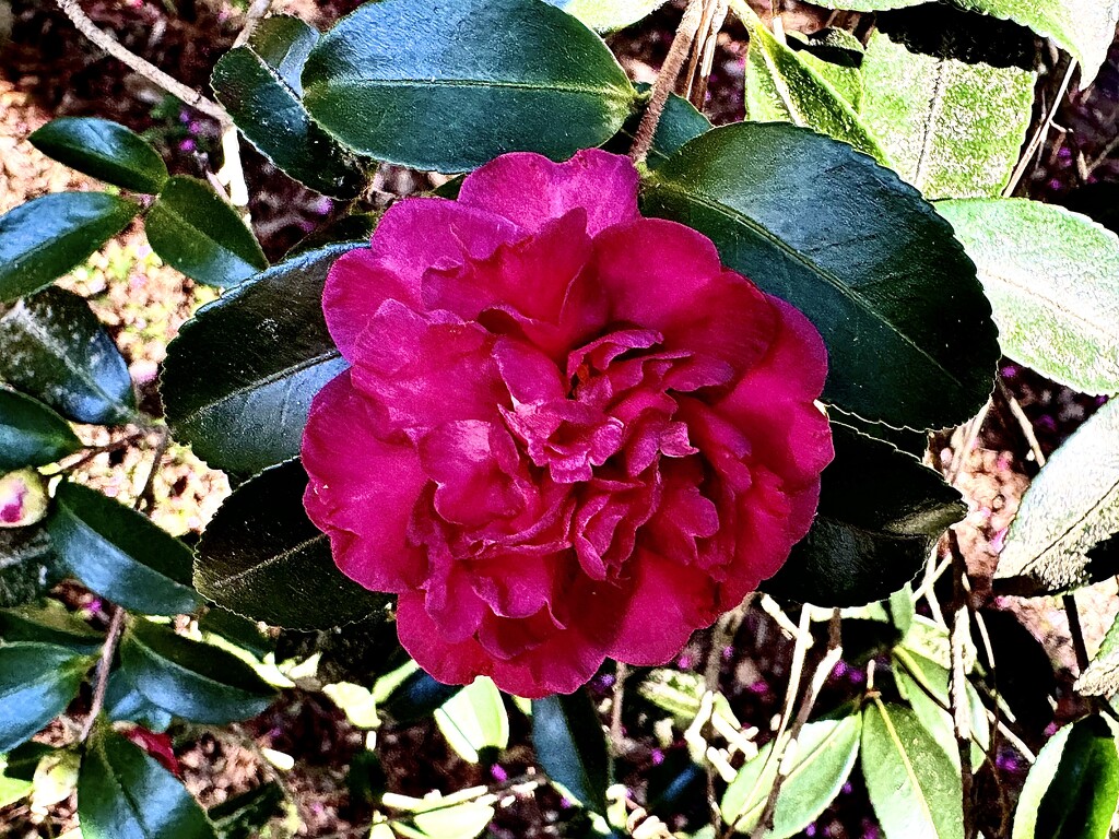 Time for the resplendent camellias to bloom again by congaree