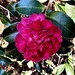 Time for the resplendent camellias to bloom again