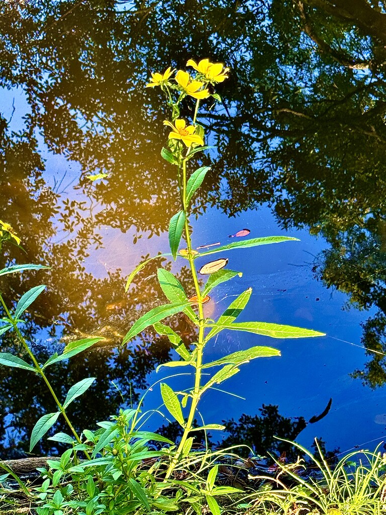 Reaching toward the light by congaree