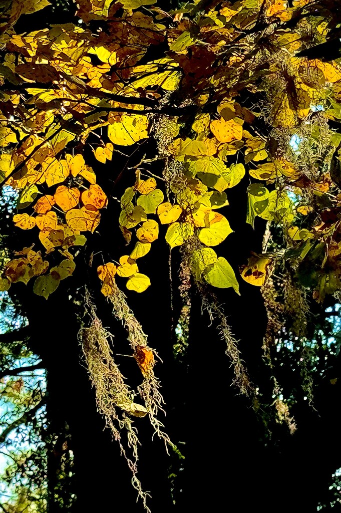 Autumn color is here by congaree