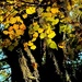 Autumn color is here by congaree