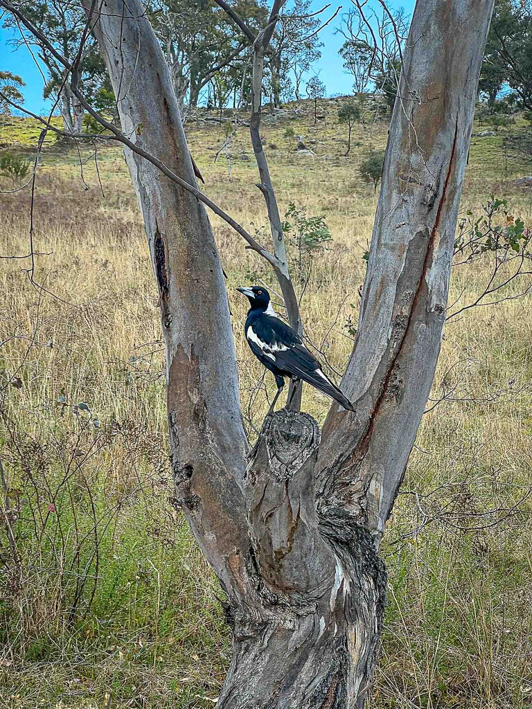 Maggie in a gum tree by pusspup