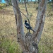 Maggie in a gum tree