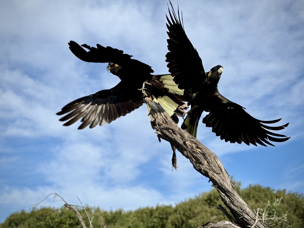 Black Cockatoos at Blacksmiths Beach.  by kartia