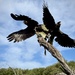 Black Cockatoos at Blacksmiths Beach.  by kartia