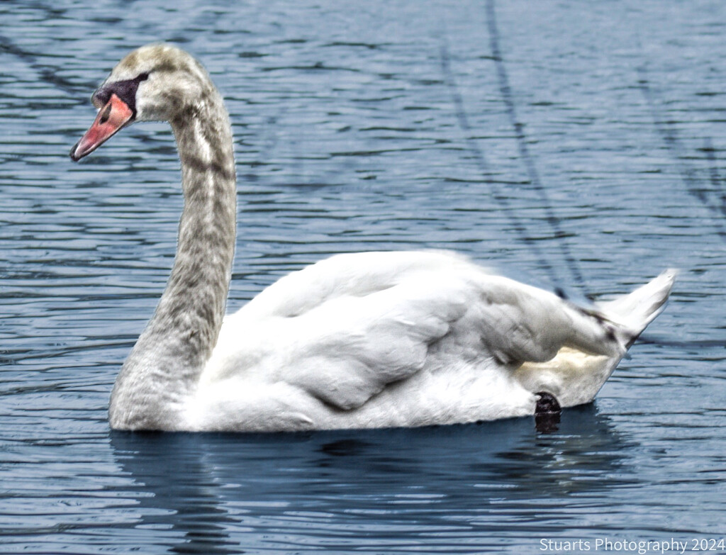 Mute swan by stuart46