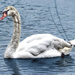 Mute swan by stuart46