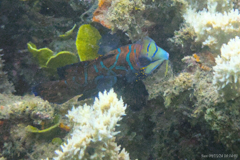 Mandarin Fish by wh2021