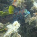 Mandarin Fish