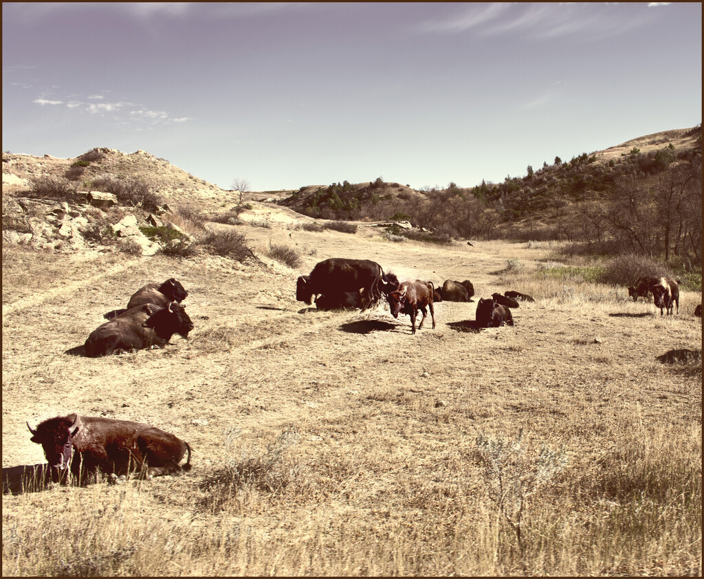 Oh give me a home where the buffalo roam by 365projectorgchristine