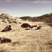 Oh give me a home where the buffalo roam by 365projectorgchristine