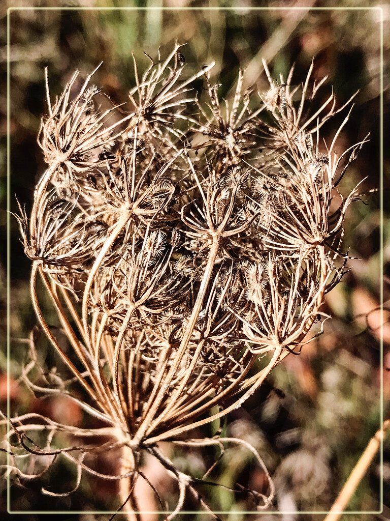 Can an old weed be beautiful? by 365projectorgchristine