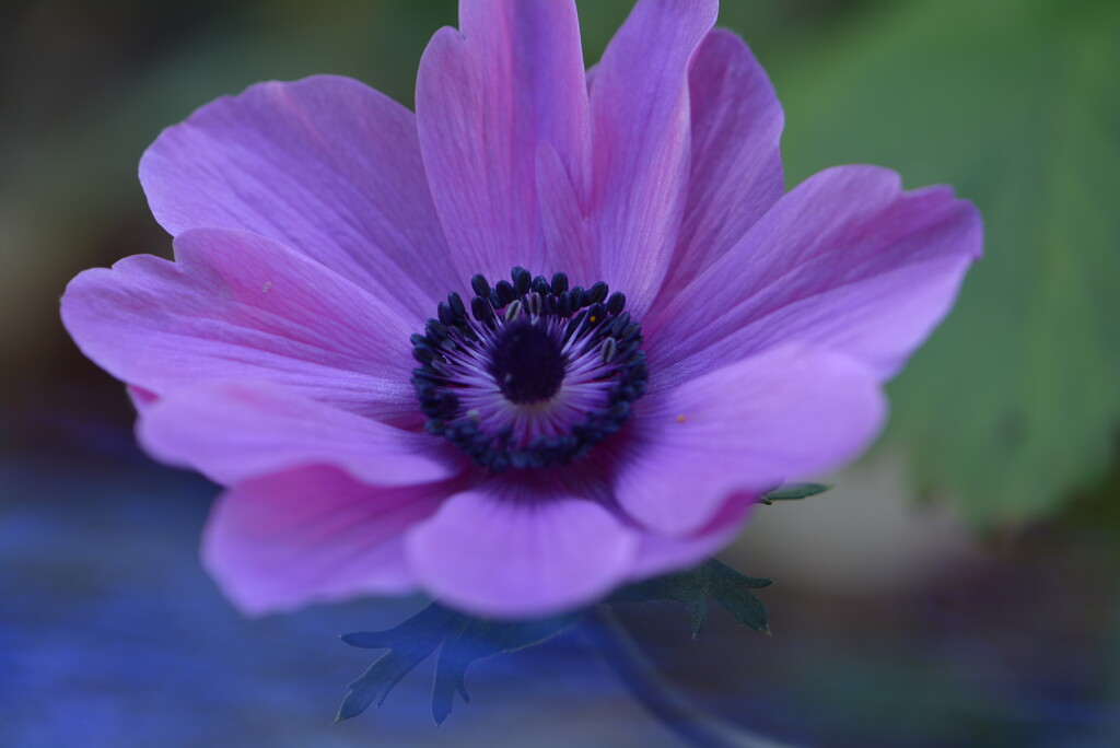 Garden Anenome~~~~ by ziggy77