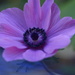 Garden Anenome~~~~ by ziggy77