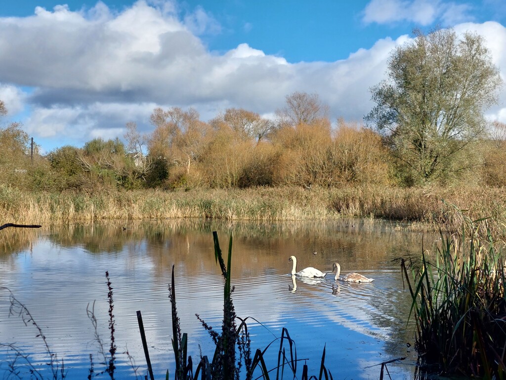 Swans by samcat