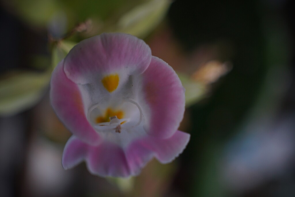 Pinky the  Penguin  by photohoot