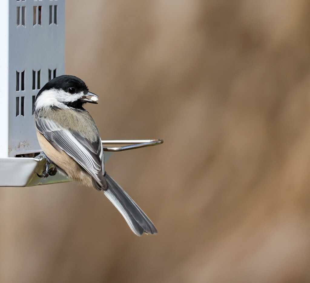 Chickadee with a snack by corinnec