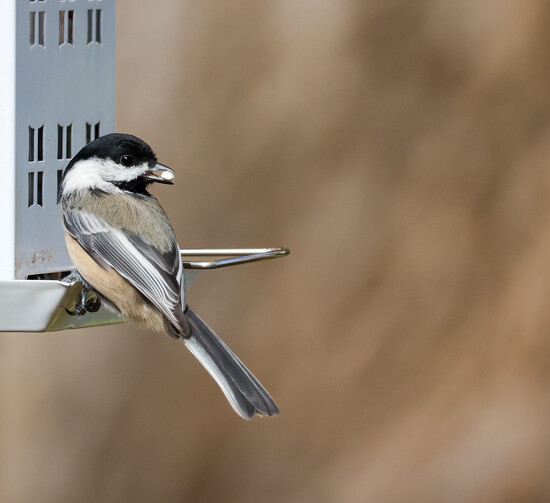 Chickadee with a snack by Corinne C · 365 Project