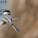 Chickadee with a snack