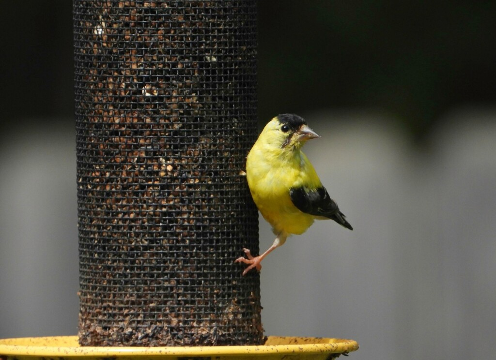 American goldfinch 2... by marlboromaam