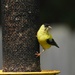 American goldfinch 2...