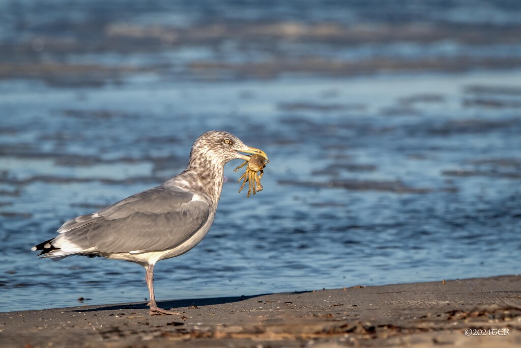 Cape May Gull with Crab by taffy