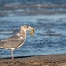 Cape May Gull with Crab