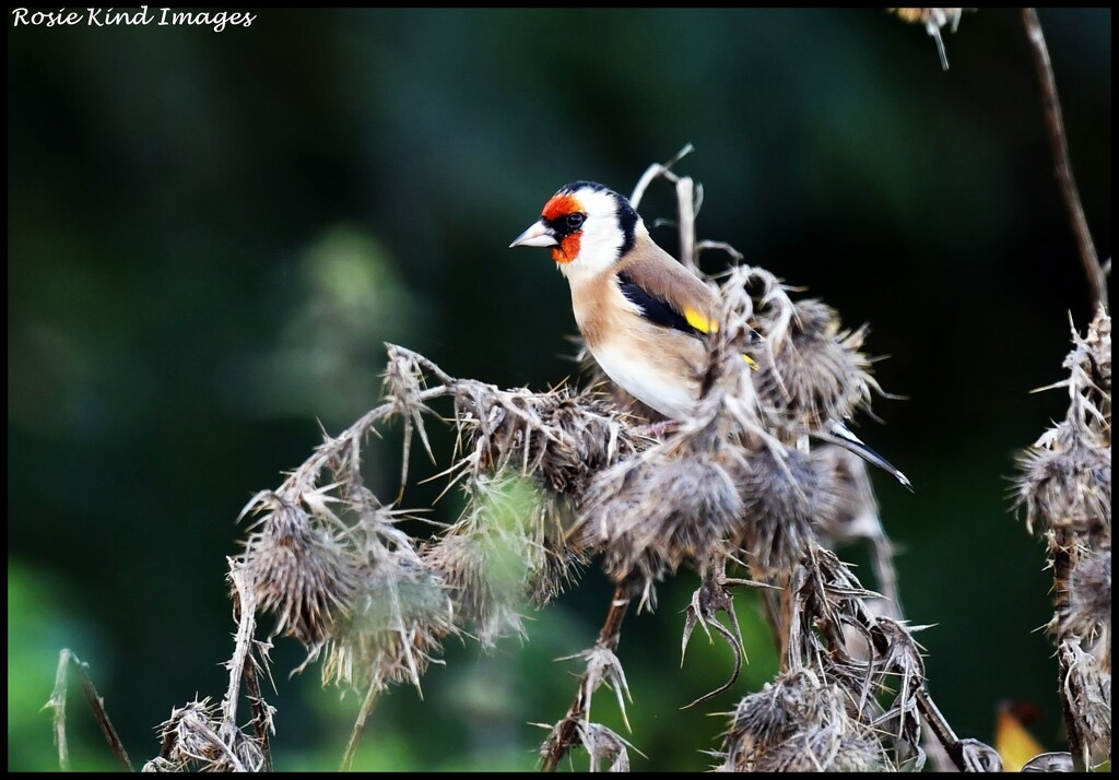 Beautiful goldfinch by rosiekind