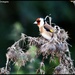 Beautiful goldfinch by rosiekind