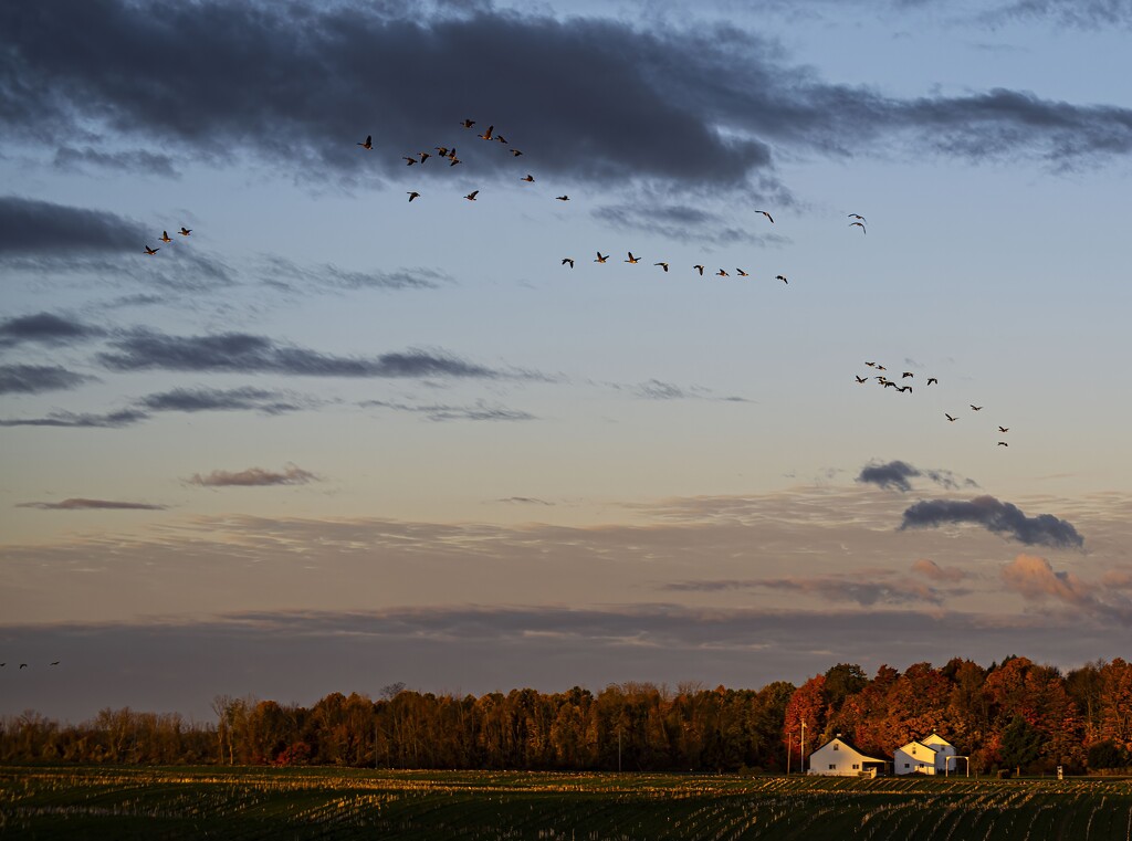 Morning Pastoral by darchibald