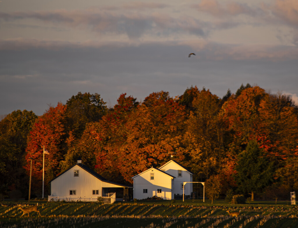 Morning Pastoral_3  by darchibald