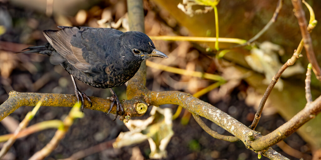 First Winter Male Blackbird 2 by lifeat60degrees