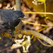 First Winter Male Blackbird 2