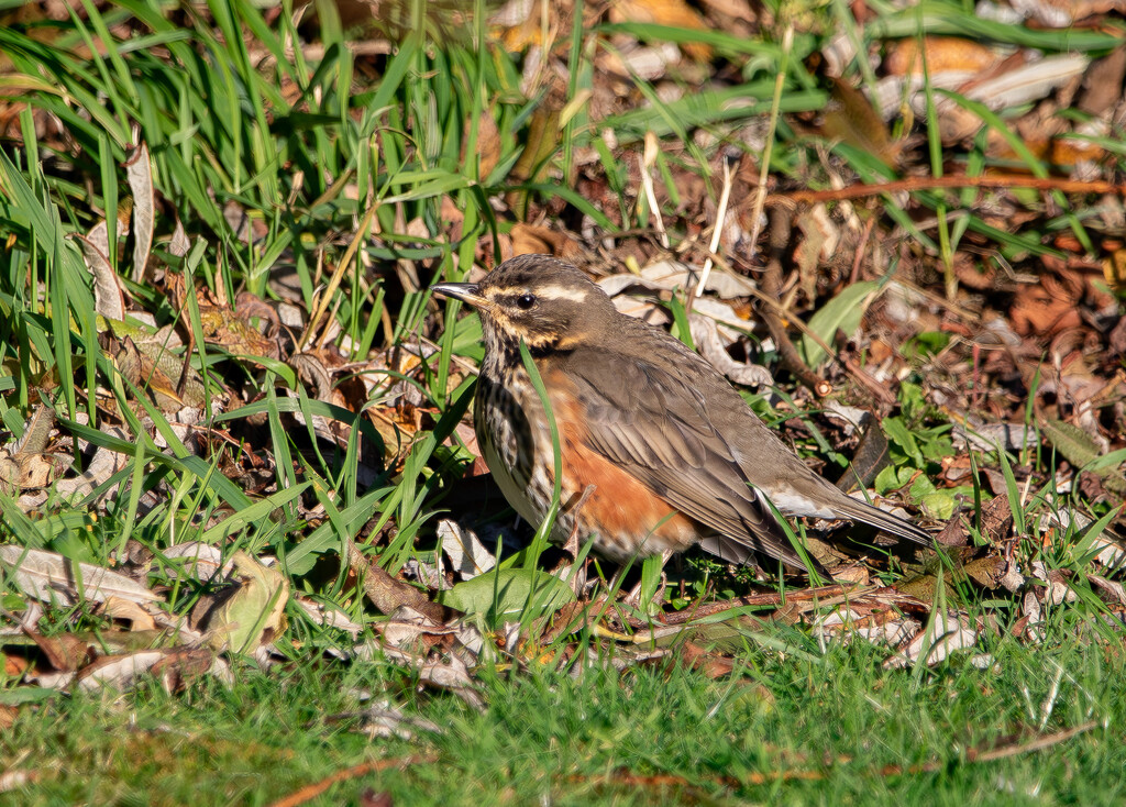 Redwing by lifeat60degrees