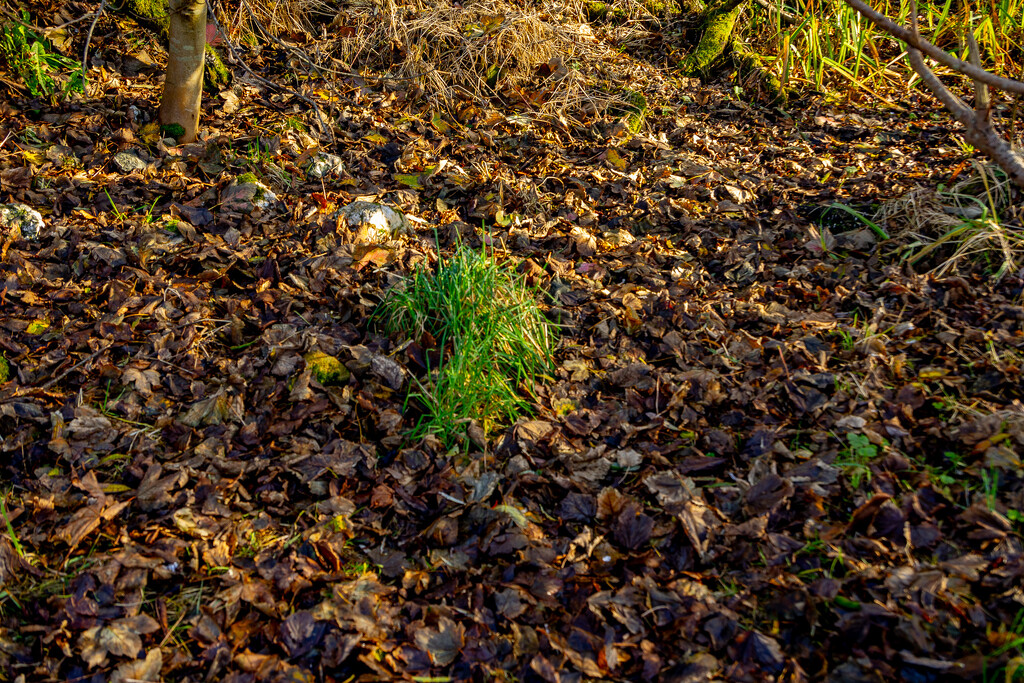 Leaf Carpet by lifeat60degrees