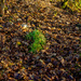 Leaf Carpet