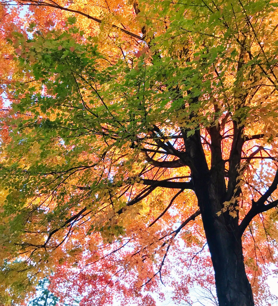 A tree in autumn by mittens