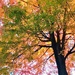 A tree in autumn by mittens