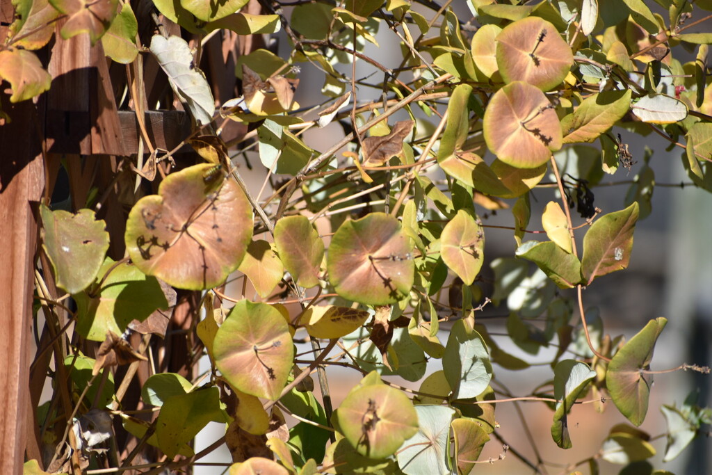 Honeysuckle Vine by bjywamer