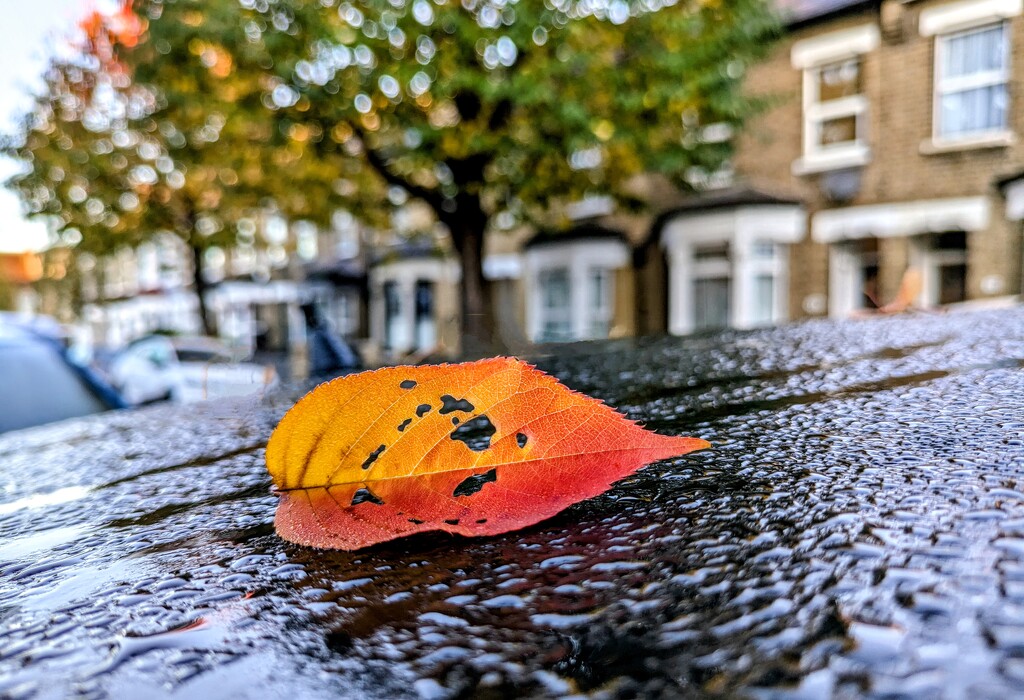 Autumn on a car roof by boxplayer