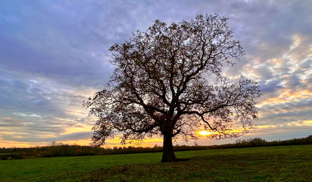 My Tree by carole_sandford