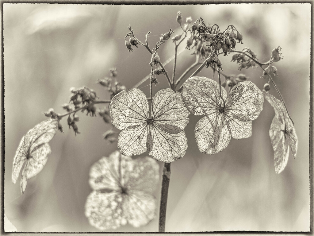 Hydrangea by haskar