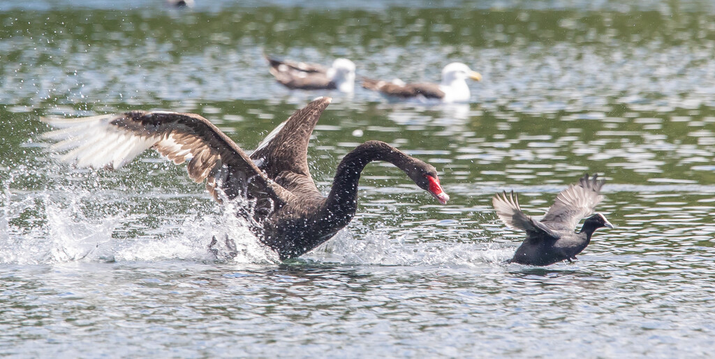 I would run on water too! by creative_shots