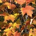 Maple Leaves by radiogirl