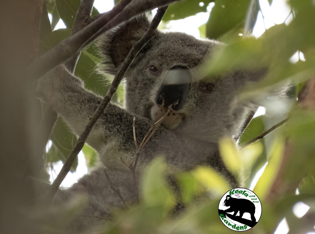 Momo through the greenery by koalagardens