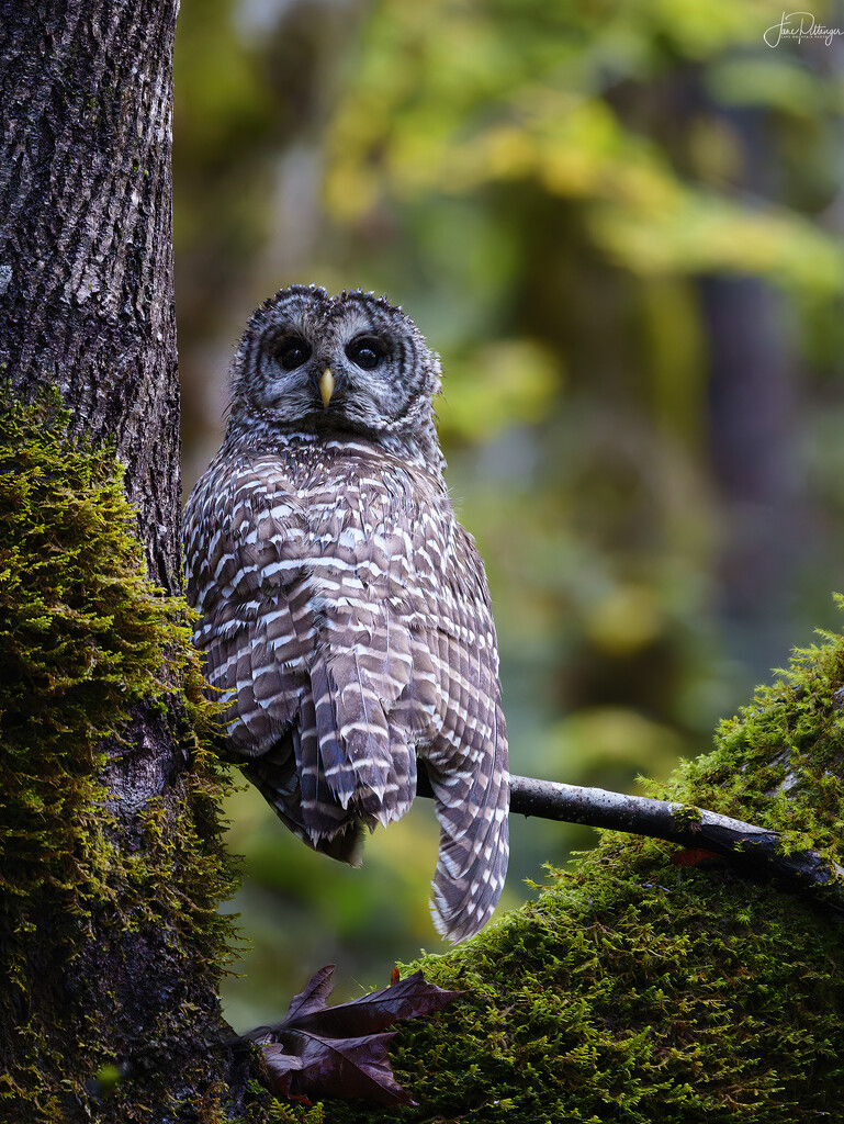 Barred Owl Watching Me  by jgpittenger