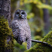 Barred Owl Watching Me  by jgpittenger