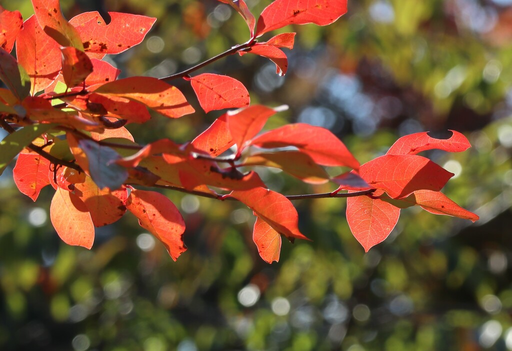 Embers on a Branch by 365projectorgheatherb