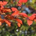 Embers on a Branch