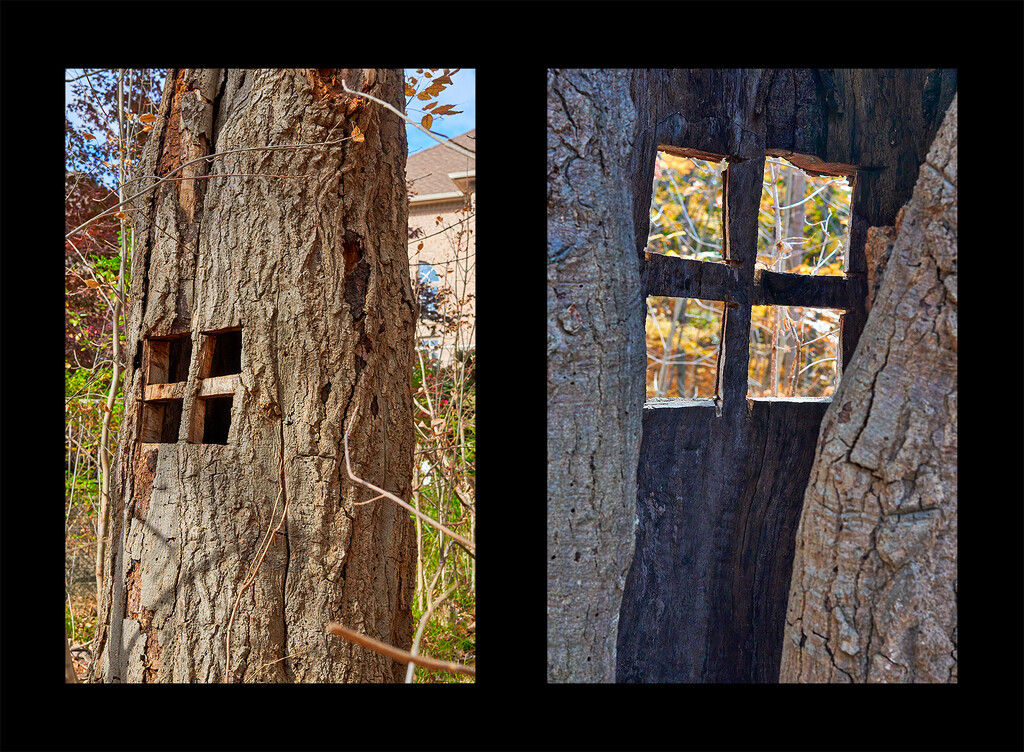  Tree With a View by gardencat